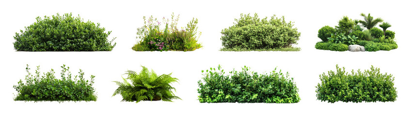 Obraz premium PNG Lush green bush variety on transparent background