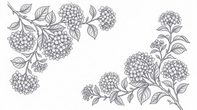 Vintage hydrangea floral arrangement engraving botanical illustration frame