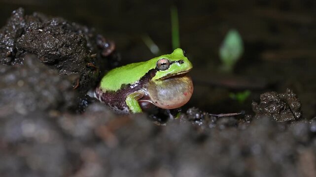 夜の水辺で鳴くニホンアマガエル カエルの求愛行動