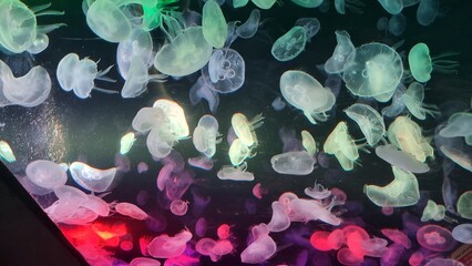 jellyfish © Ratchamon