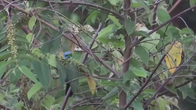 Blue Paradise-Flycatcher Vocalizing With Visible Calling Behavior And Flyaway, Palawan Philippines