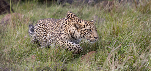 Stalking Leopard © George Erwin Turner