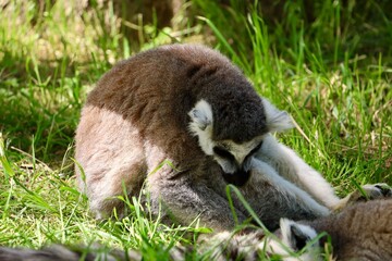 Fototapeta premium A ring-tailed lemur grooming itself while sitting in the grass. The primate is illuminated by warm natural light in a peaceful outdoor environment.