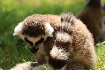 Fototapeta premium Ring-tailed lemur sitting on green grass in sunlight with its striped tail visible.