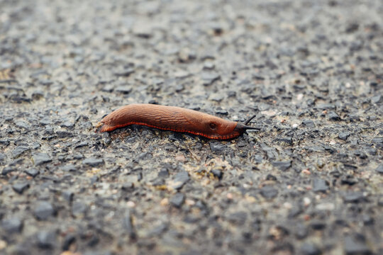 Slug (Limacidae) on Wet Asphalt, Wildlife Macro Close-Up, Rainy Nature Concept