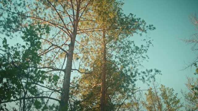 Low-angle shot of a tall pine tree crown filling the upper center of the frame, viewed from below. Sunlight backlights the needles and thin branches, creating