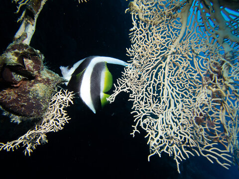 Bannerfish swimming near sea fan coral at night, Bohol Philippines