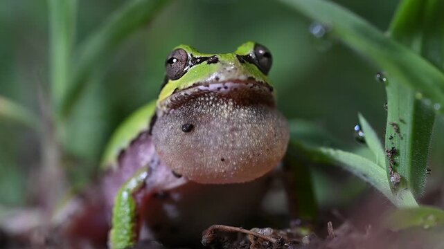 夜間に鳴いて求愛をするアマガエルのアップ