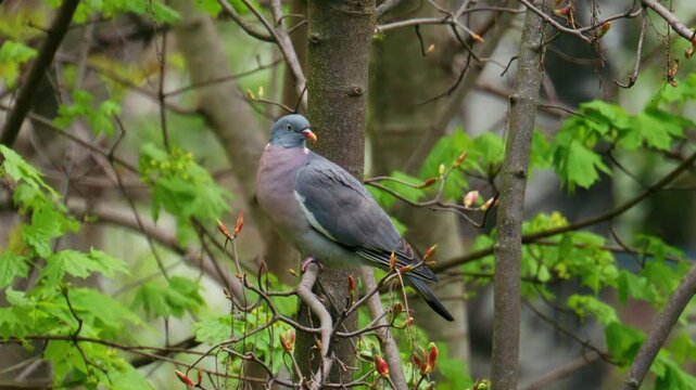 Common wood pigeon perched on a thin tree branch in the green springtime forest.