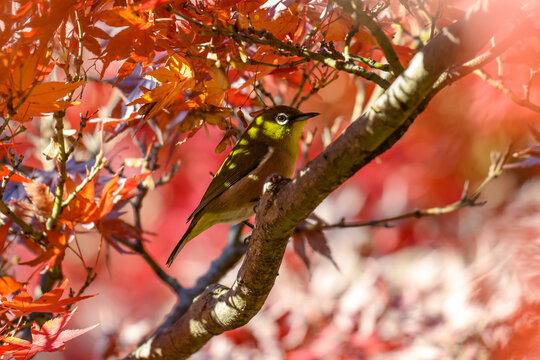 Warbling White-eye Zosterops japonicus Wild Bird