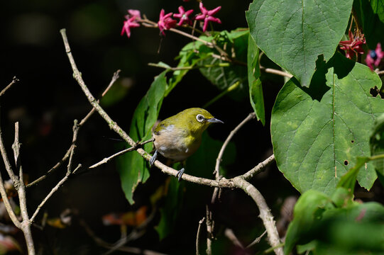 Warbling White-eye Zosterops japonicus Wild Bird