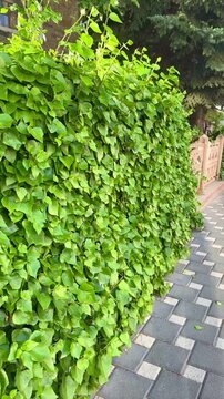 Overgrown Creeper Plant Covering a Building Surface
