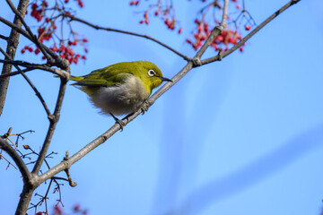 Obraz premium Warbling White-eye Zosterops japonicus Wild Bird