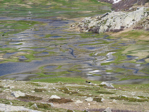 Single cow grazing alone near pozzines wetlands at Val d'Ese Corsica