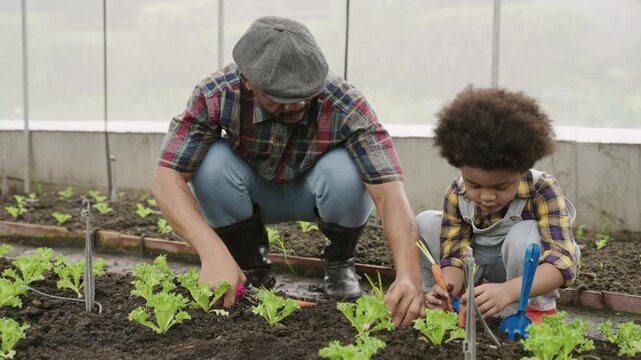 An African American male farmer and his son planting carrots and vegetable seedlings together in a greenhouse garden. Happy family agriculturist gardening healthy vegetables in an organic farm. 