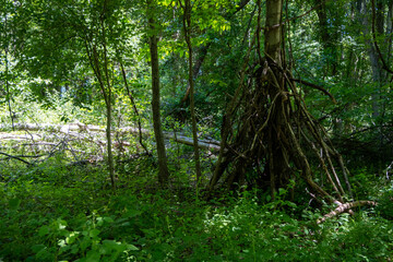 Fototapeta premium trees in the forest