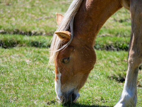Close-up of chestnut horse grazing peacefully on green grass Val d'Ese Corsica