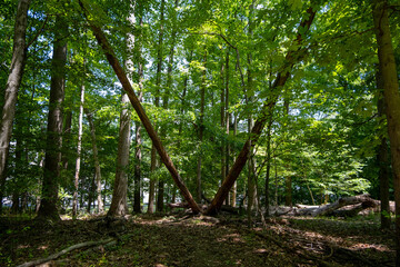 Fototapeta premium trees in the forest
