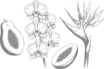 Hand-drawn tropical fruits and exotic flowers, orchid, papaya, bird of paradise © simplevector