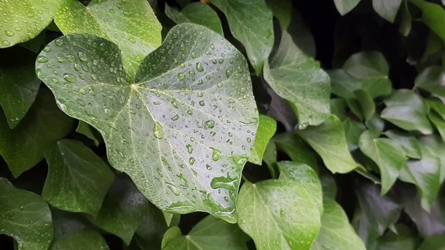 Macro video of green ivy leaf with water drops after rain. Wet foliage texture and natural eco background.