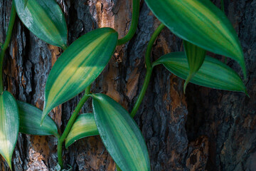 Wanilia płaskolistna 'Variegata' - Vanilla planifolia 'Variegata' © ukasz