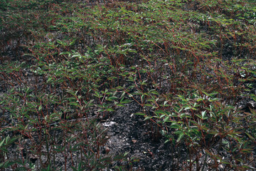 Piwonia chińska - Paeonia lactiflora © ukasz