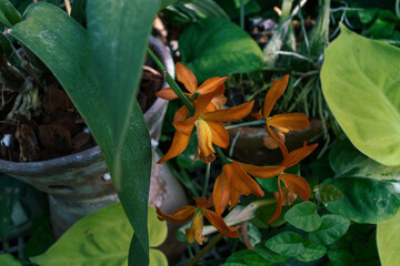 Epidendrum trzcinowe - Epidendrum ibaguense © ukasz