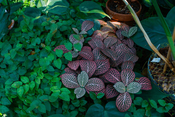 Fitonia żyłkowana - Fittonia albivenis © ukasz