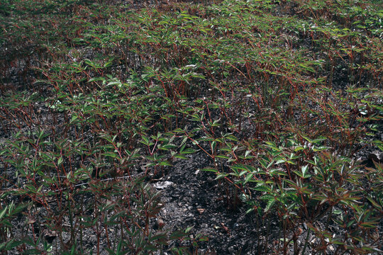 Piwonia chińska - Paeonia lactiflora