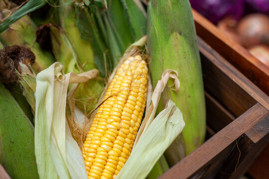 Fresh corn in wooden crate