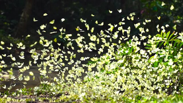 A group of beautiful yellow butterflies flying and perched to eat food and mineral water on the floor outdoors in the natural forest. Beauty in nature of butterfly species in Thailand in the wildlife.