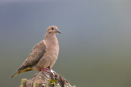 columbina picui, little pigeon