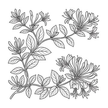 Blooming honeysuckle vector with delicate leaves and flowers