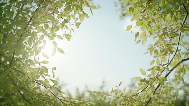 Nature Calm Background sunlight green leaf tree branch nature sky blue summer forest foliage bright sunshine daylight outdoor season natural environment scenic landscape park garden canopy fresh