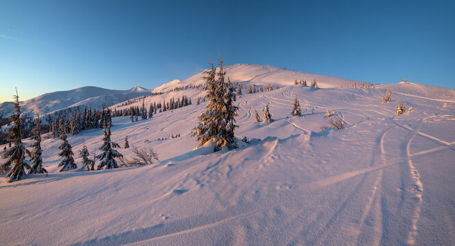 Alpine resort ski slopes and lifts. Pre sunrise morning Svydovets mountain ridge and snow-covered fir trees view, Dragobrat, Ukraine Carpathians.