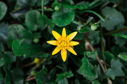 Gelbe Scharbockskraut Bl&uuml;te (Ficaria verna) von oben mit Scharbockskraut Bl&auml;tter