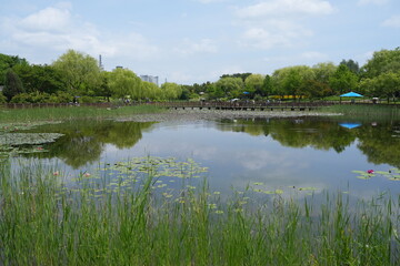 Obraz premium Beautiful urban park pond with water lilies and tree reflections under blue sky