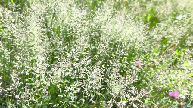 Video of seeds and pollen on a cat grass (dactylis glomerata) plant