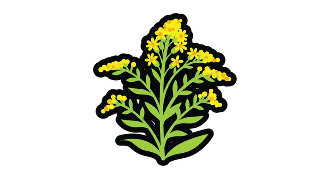 Solidago Yellow Flowering Plant Illustration.