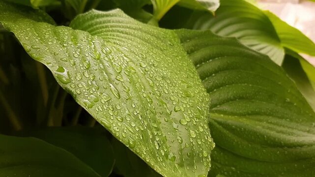 Macro video of large green hosta leaf covered with water drops after rain. Wet plant foliage texture and natural eco background.