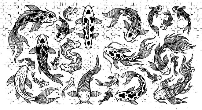 Elegant koi fish line drawing vector set with transparent background