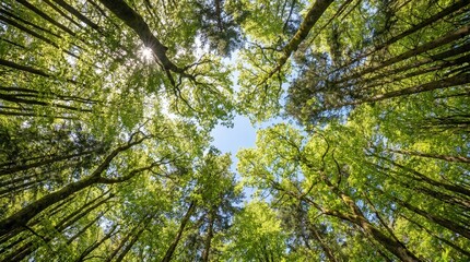 Fototapeta premium Looking up at tall trees with green leaves towards blue sky