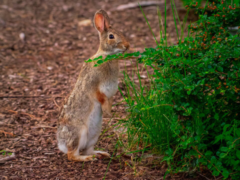 An alert eastern cottontail rabbit standing on its hind legs next to a green bush in a soft focus natural woodchip environment