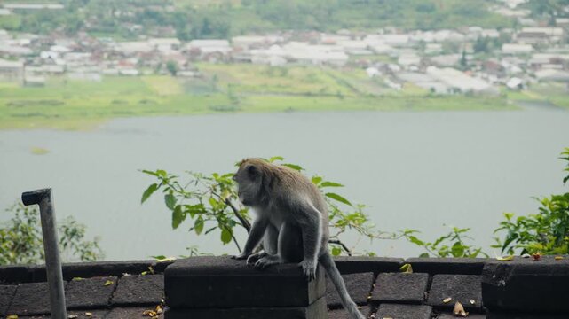 Long-tailed macaque monkey admiring bali landscape