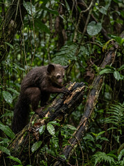Fototapeta premium A rare Aye-Aye, an unusual nocturnal lemur, carefully climbs a moss covered log deep within its dense, vibrant rainforest habitat