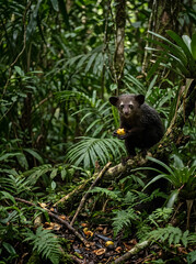 Obraz premium An Aye-Aye lemur sits on a tree branch holding a yellow fruit in its paws within a lush tropical rainforest environment