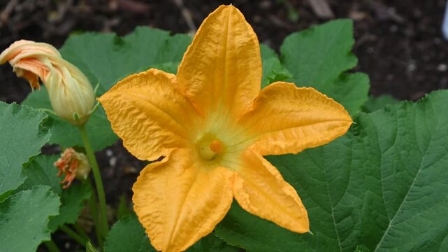 Blooming pumpkin flower in garden. orange flower in the garden