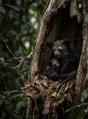 Fototapeta premium An Aye-Aye mother carefully shelters her adorable baby inside a natural tree hollow deep within the lush forest, showcasing a tender family moment