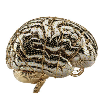 Detailed close-up of human brain with intricate folds and texture isolated on transparent background