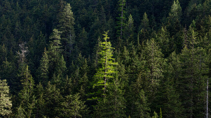 Fototapeta premium Solo tree in a forest lit up by sunshine in Montana’s Glacier National Park